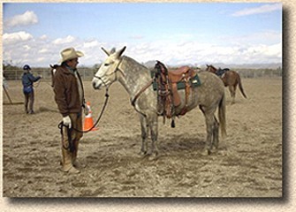 Harry and Magic, Wickenburg, AZ, January 2003